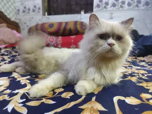 ৬-১২ মাস বয়সী মাদী খাঁটি পার্সিয়ান
