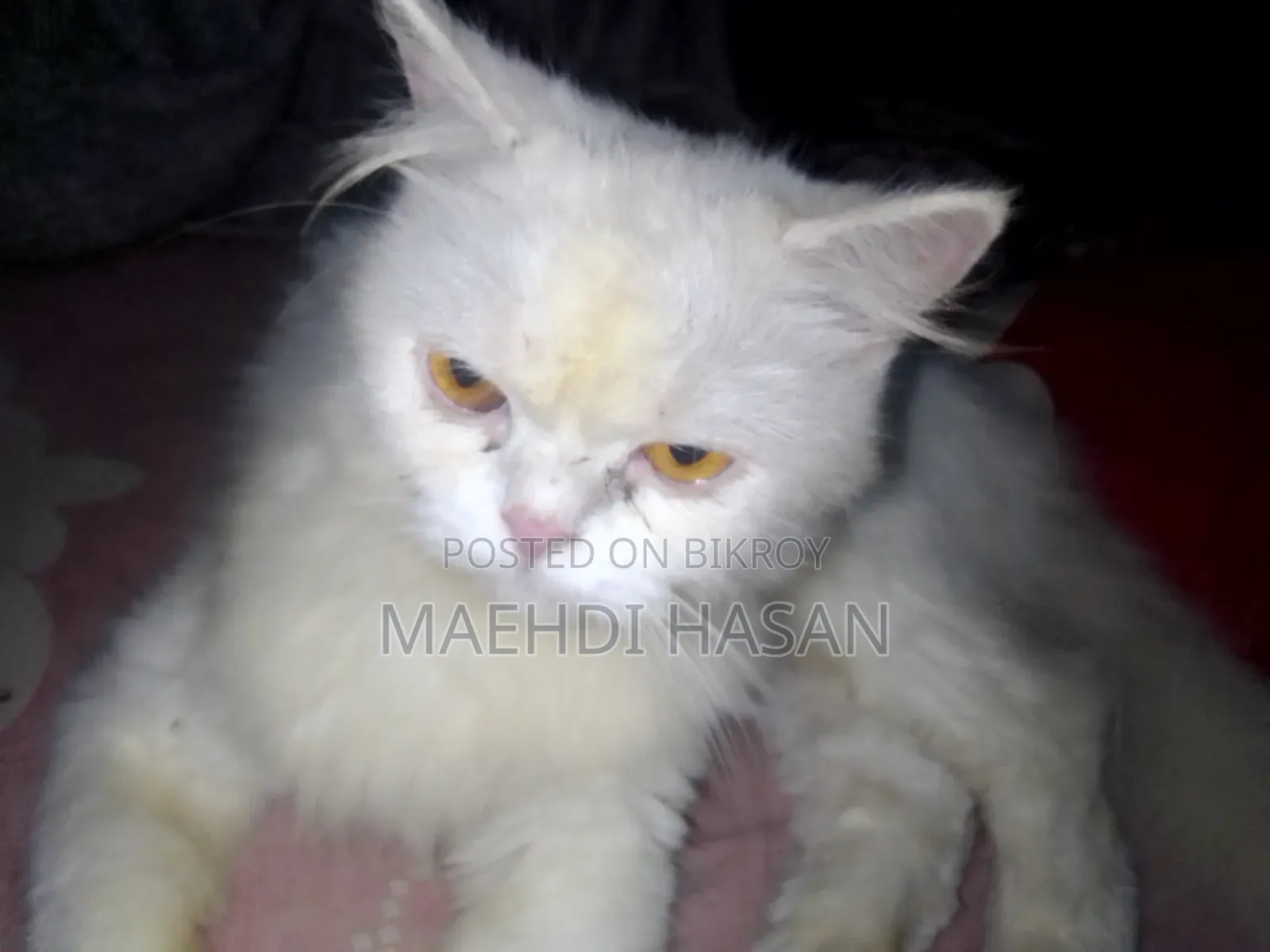 1+ Year Female Purebred Persian