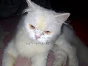 1+ Year Female Purebred Persian