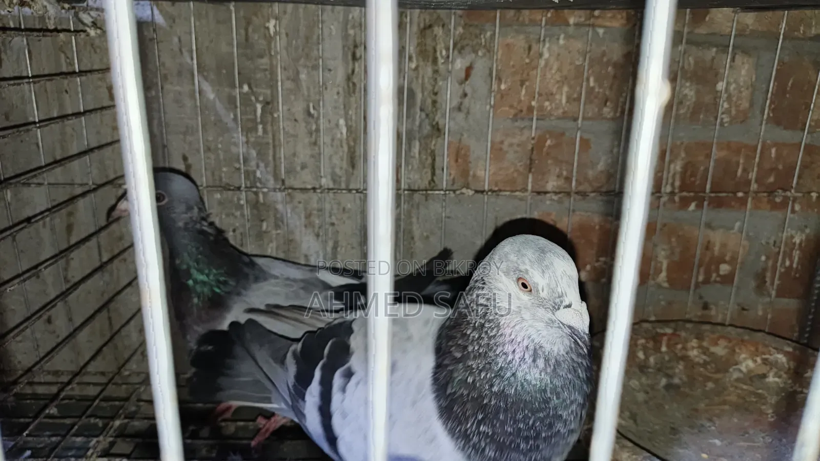 Pigeons Will Be Sold