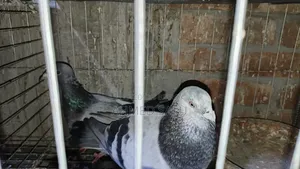 Pigeons Will Be Sold