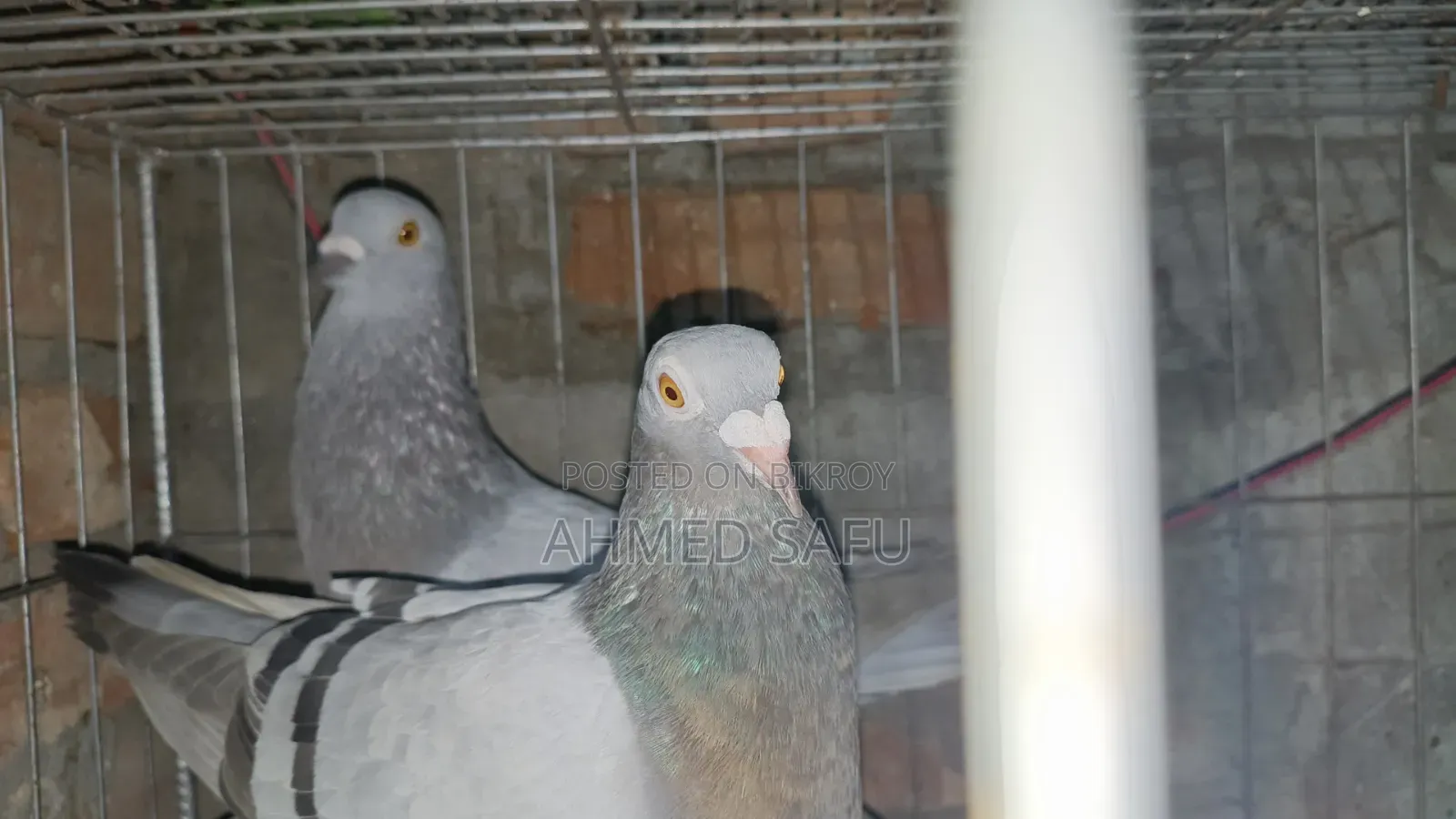 Pigeons Will Be Sold