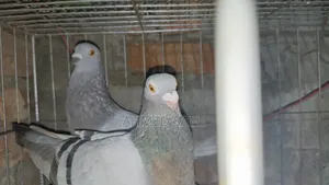 Pigeons Will Be Sold