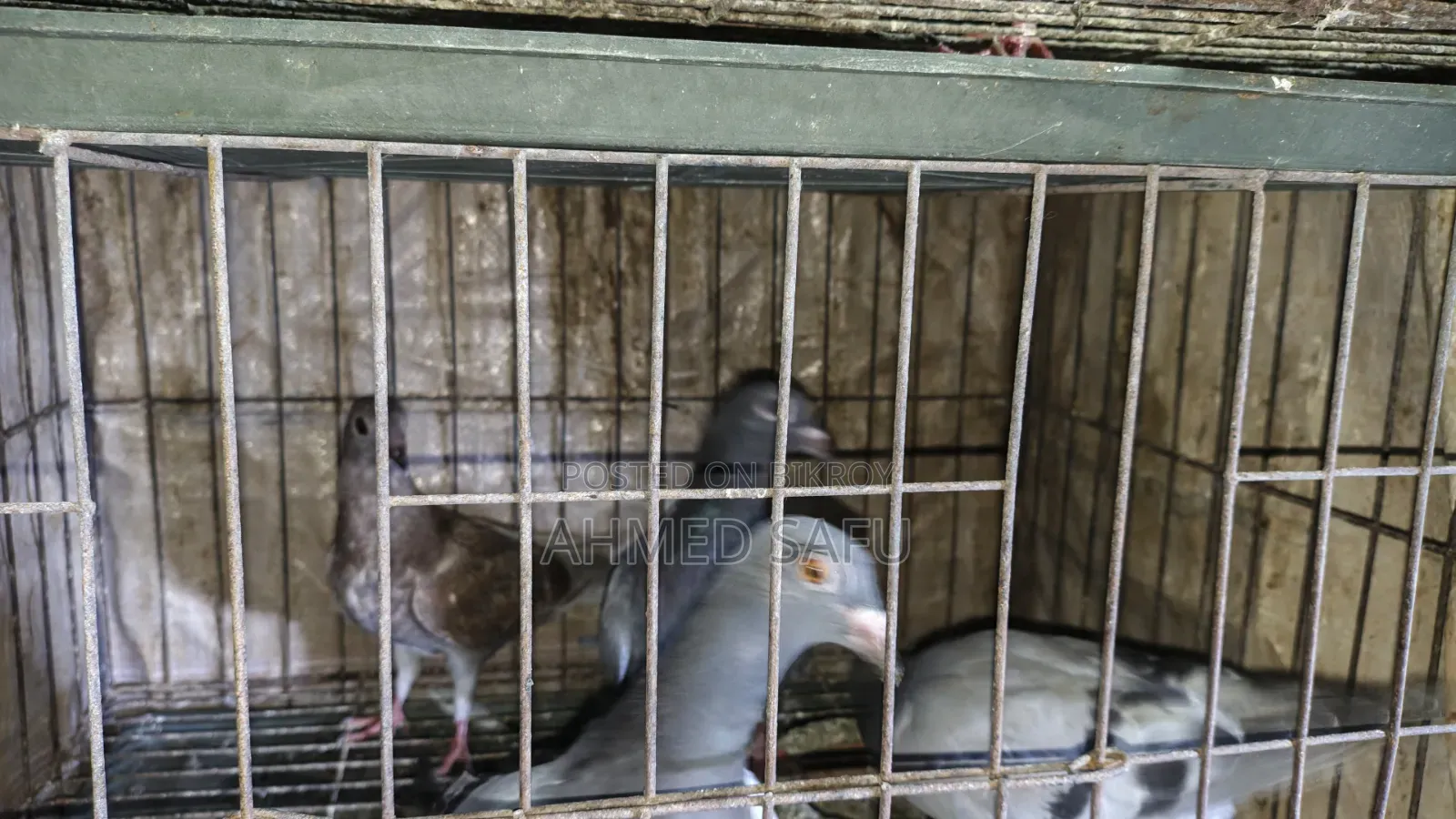 Pigeons Will Be Sold