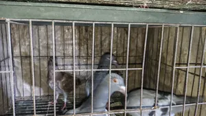 Pigeons Will Be Sold