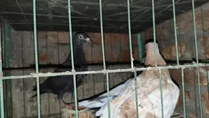 Pigeons Will Be Sold