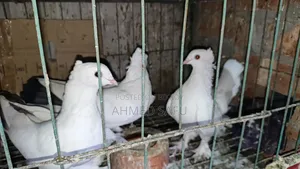 Pigeons Will Be Sold
