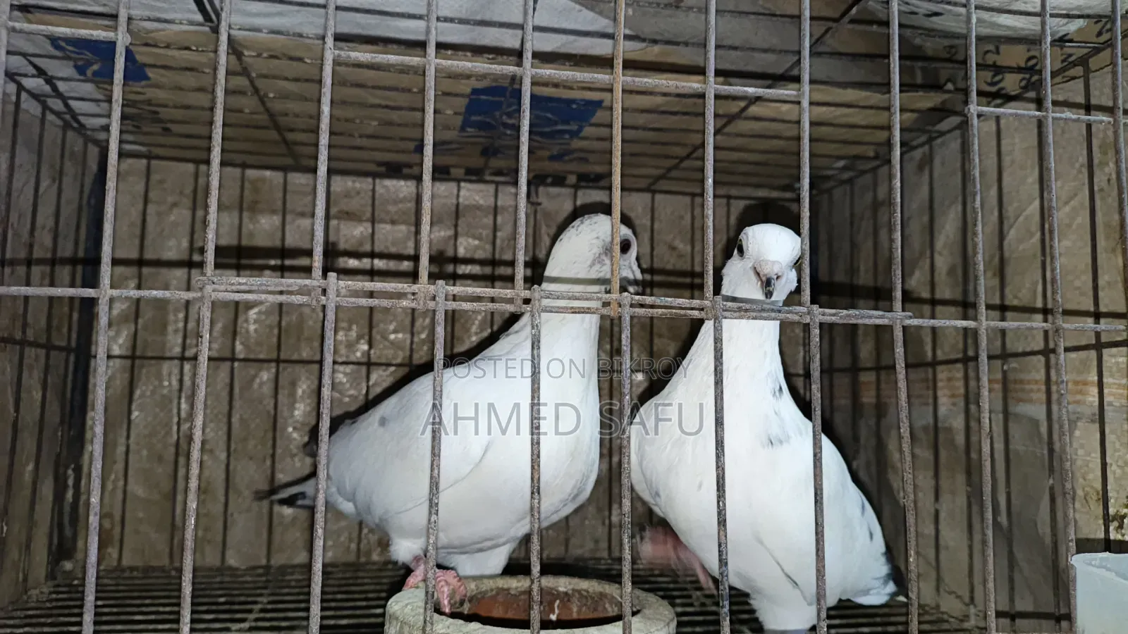 Pigeons Will Be Sold