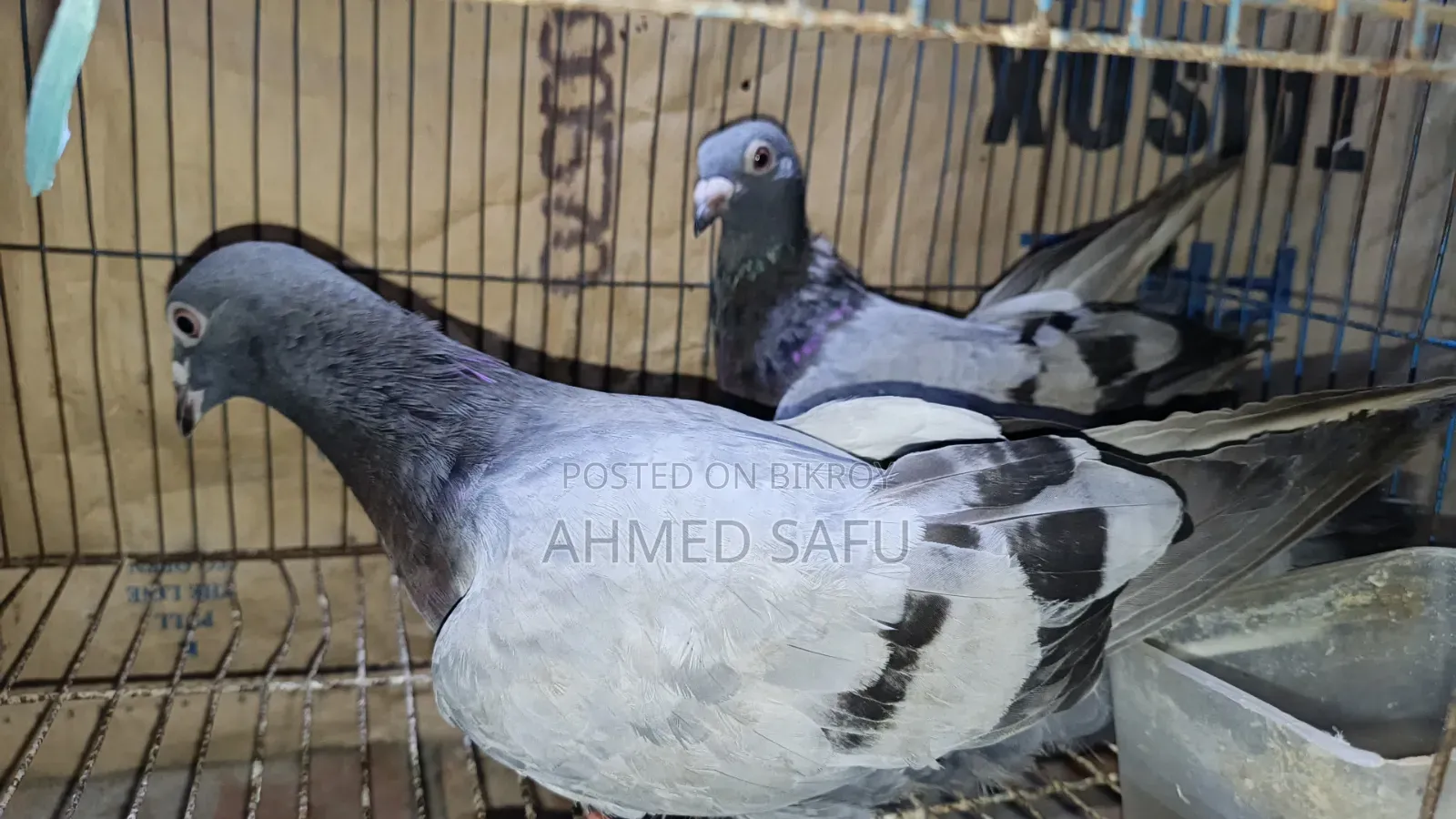 Pigeons Will Be Sold