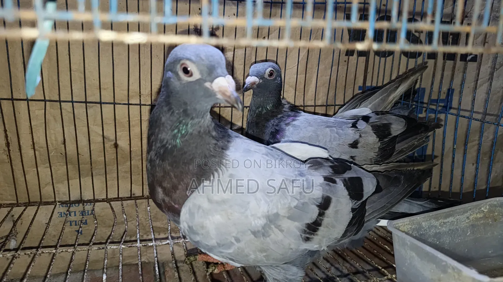 Pigeons Will Be Sold