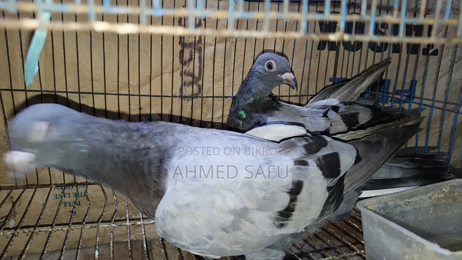 Pigeons Will Be Sold