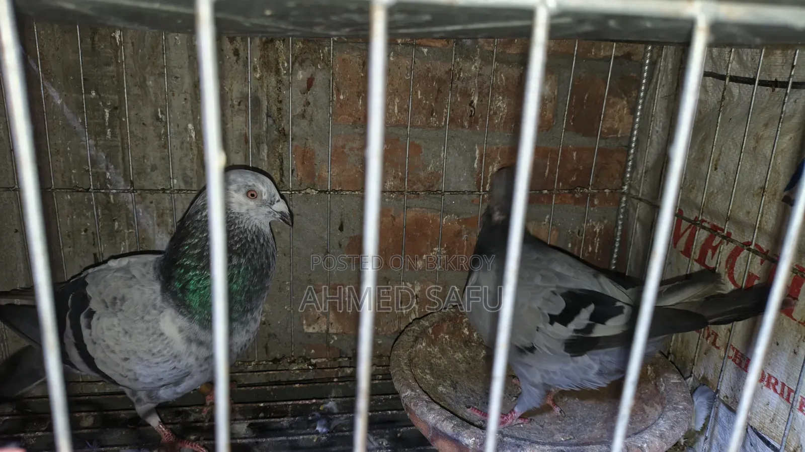 Pigeons Will Be Sold