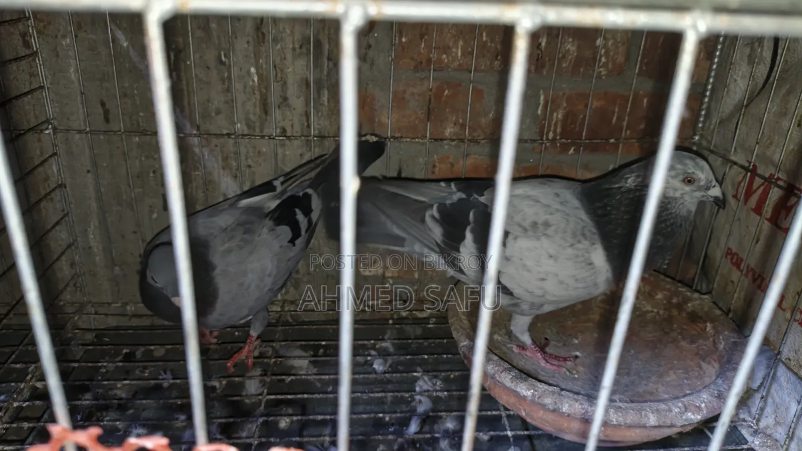 Pigeons Will Be Sold