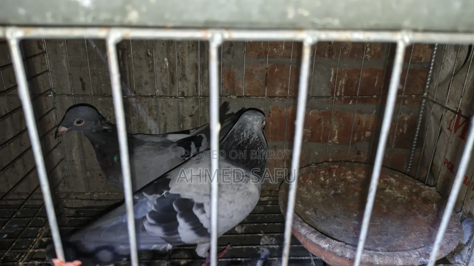 Pigeons Will Be Sold
