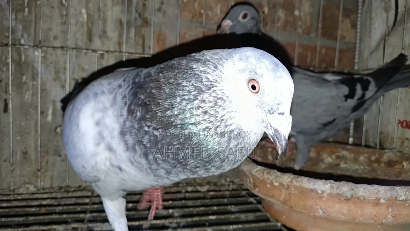 Pigeons Will Be Sold