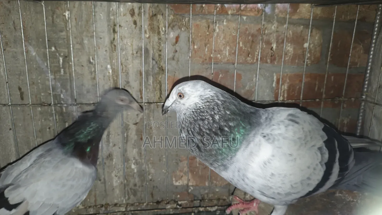 Pigeons Will Be Sold