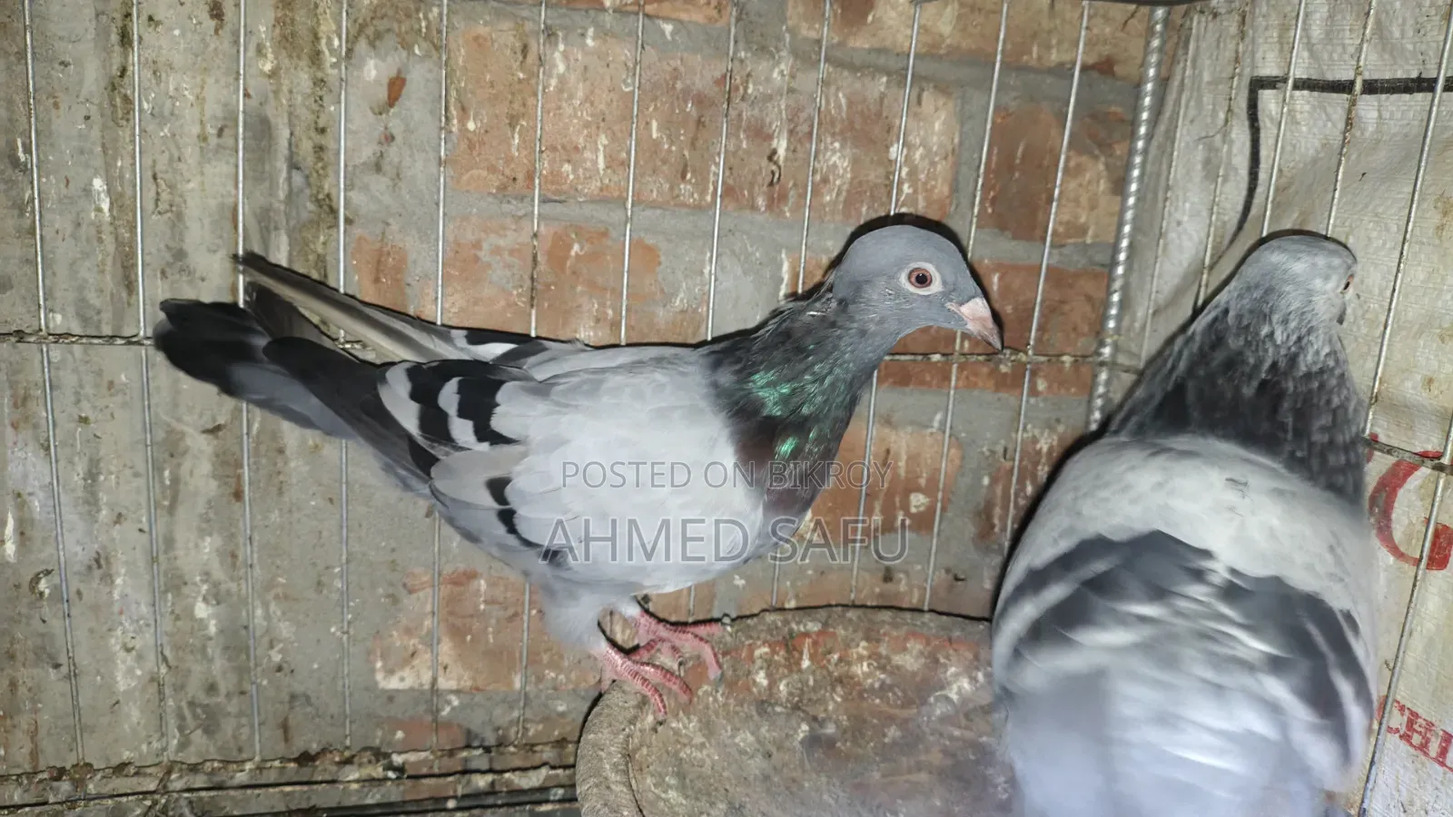 Pigeons Will Be Sold