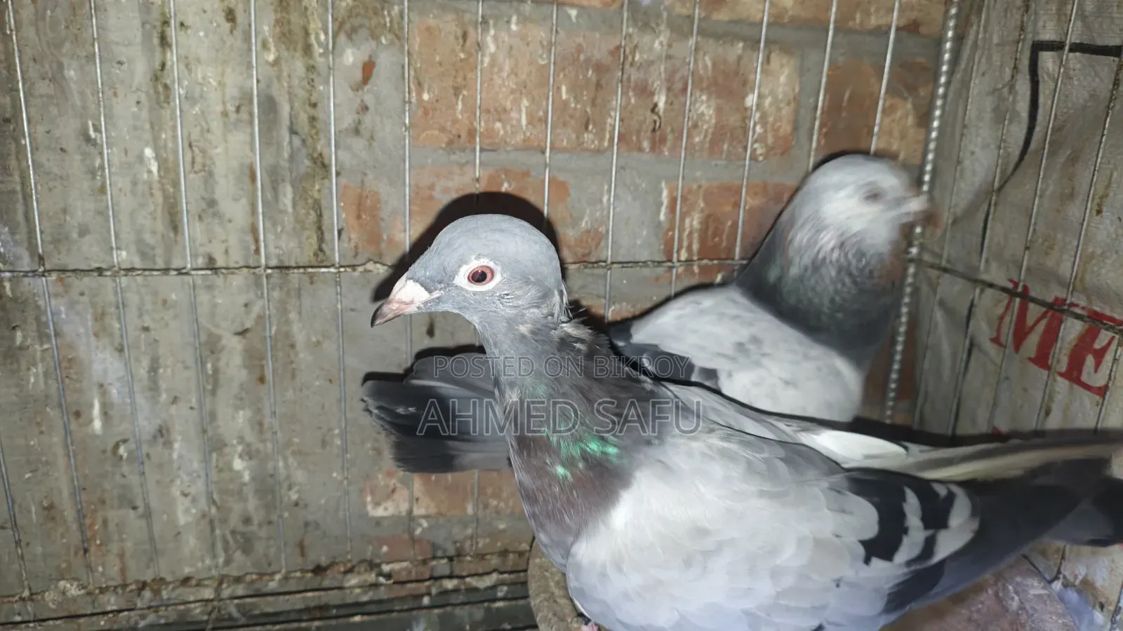 Pigeons Will Be Sold