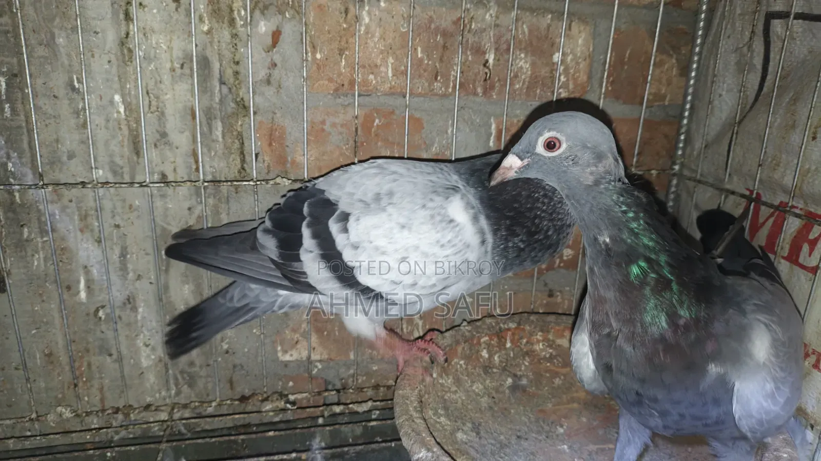 Pigeons Will Be Sold