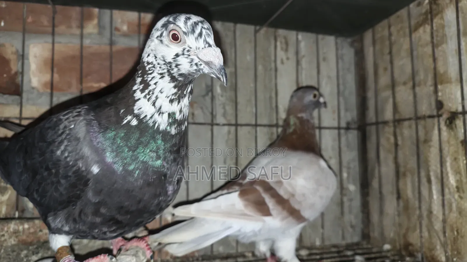 Pigeons Will Be Sold