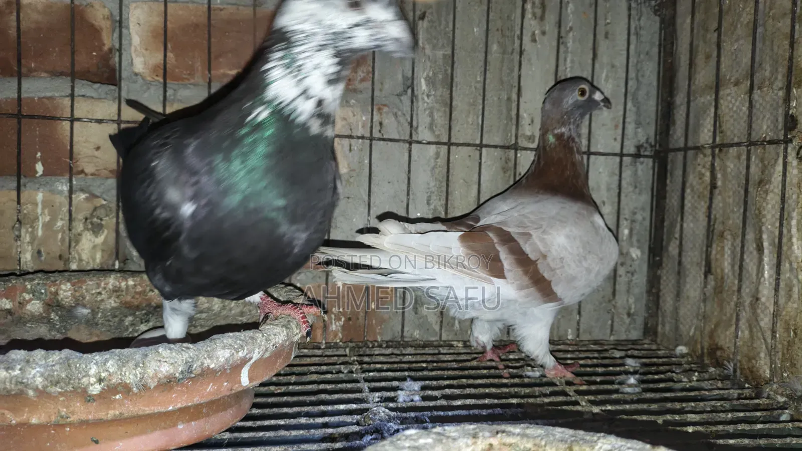 Pigeons Will Be Sold