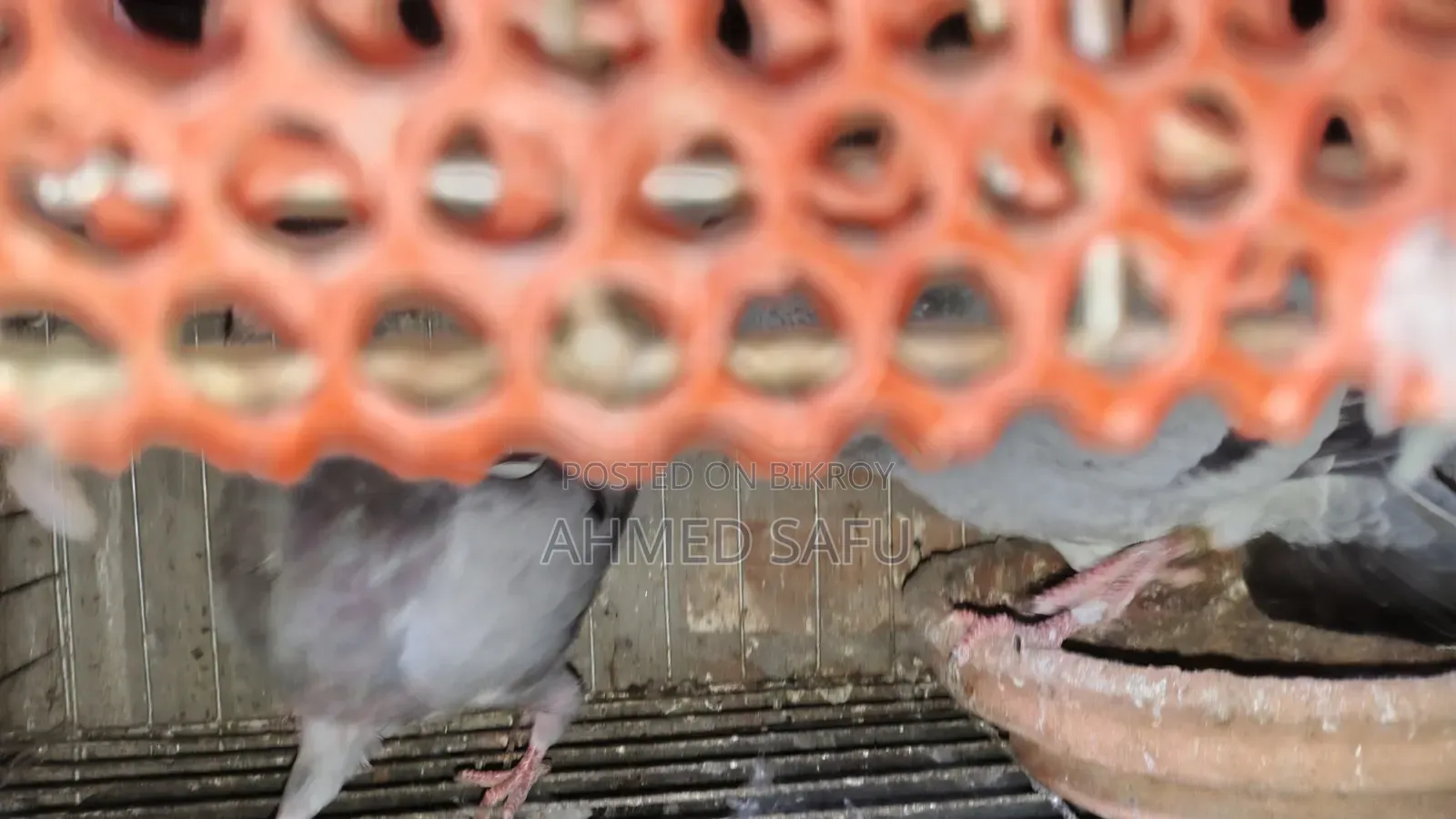 Pigeons Will Be Sold