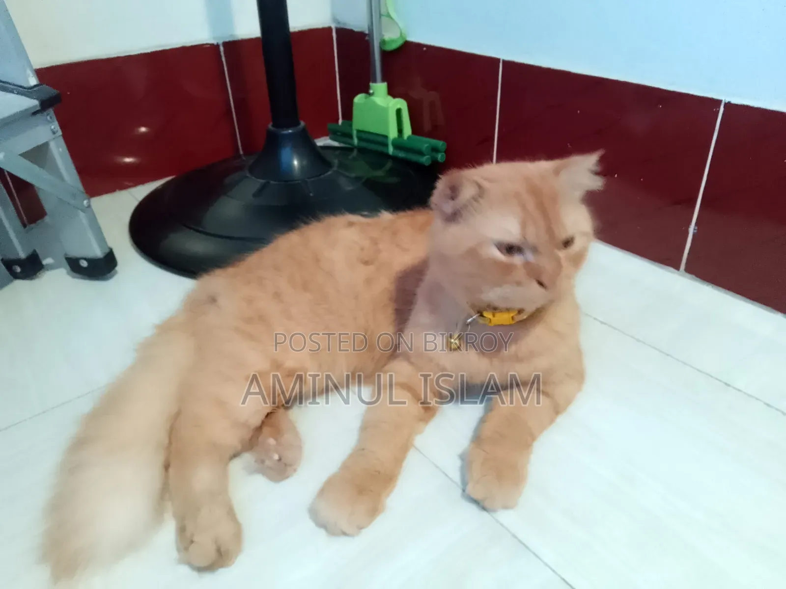 ১+ বছরের পুরুষ খাঁটি পার্সিয়ান