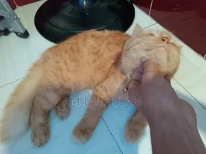 ১+ বছরের পুরুষ খাঁটি পার্সিয়ান