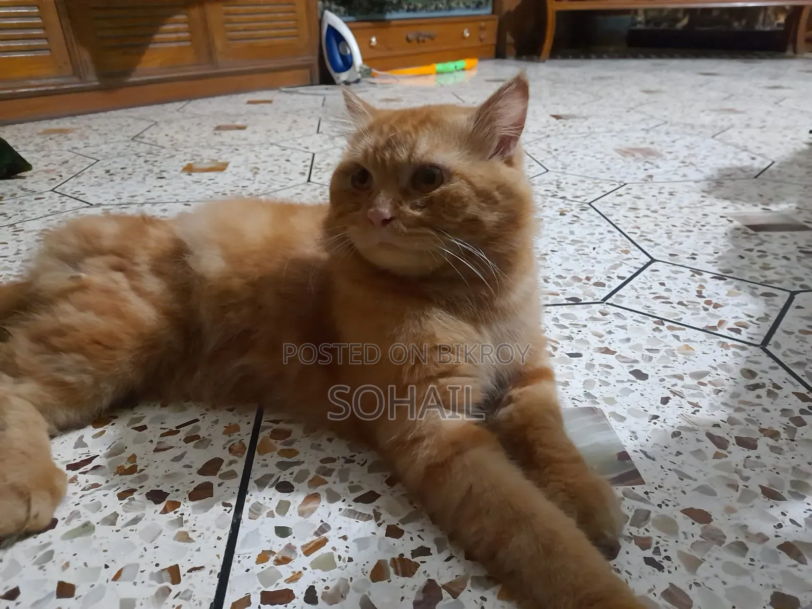 1+ Year Male Mixed Breed Persian Cat