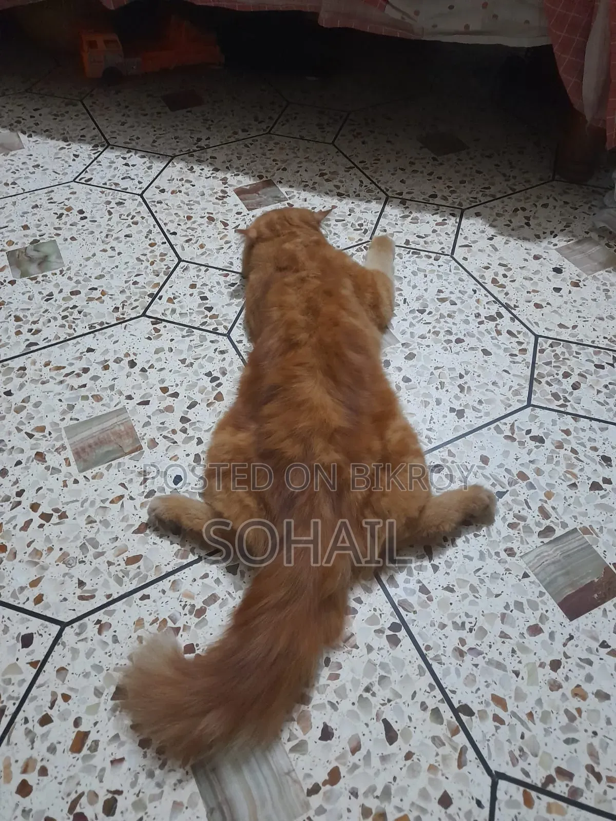1+ Year Male Mixed Breed Persian Cat