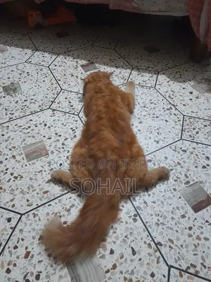 1+ Year Male Mixed Breed Persian Cat