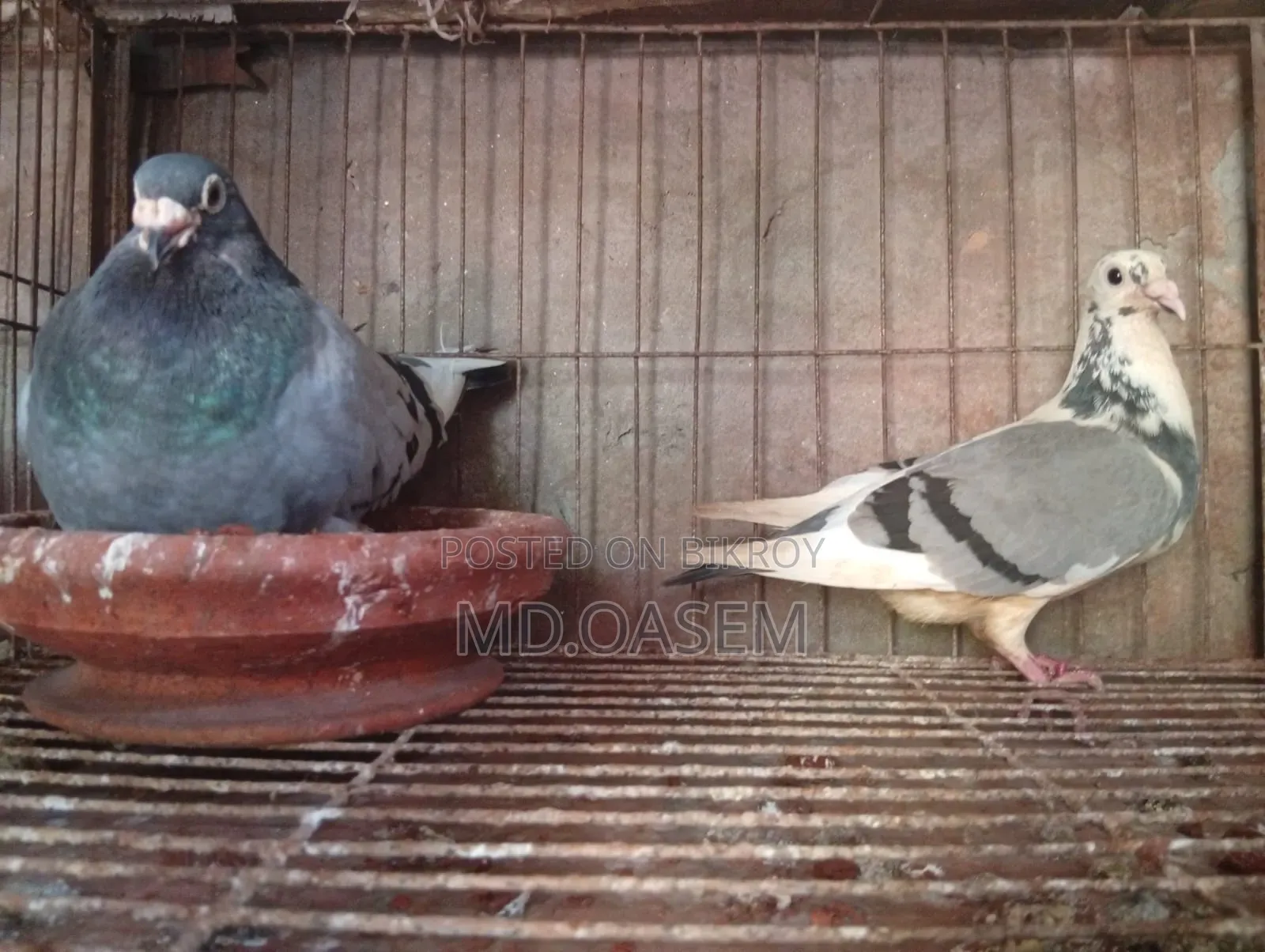 Racer Pigeon