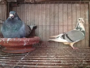 Racer Pigeon
