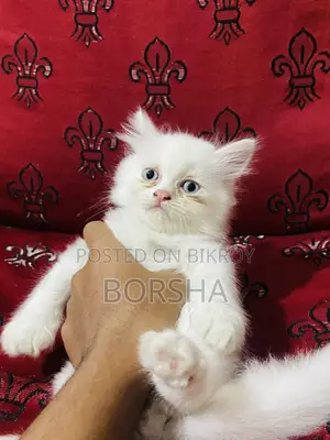 ১-৩ মাস বয়সী স্ত্রী খাঁটি পারসিয়ান