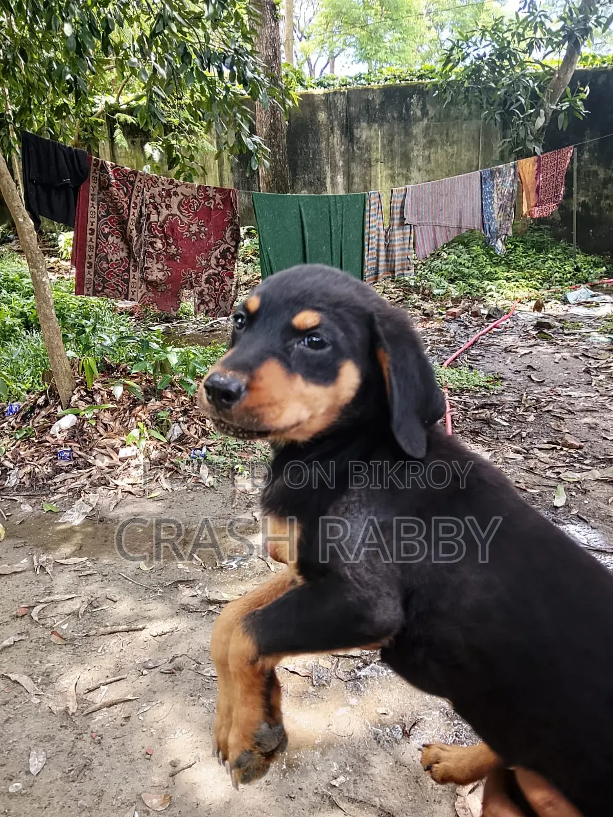 3-6 Months Female Purebred Rottweiler