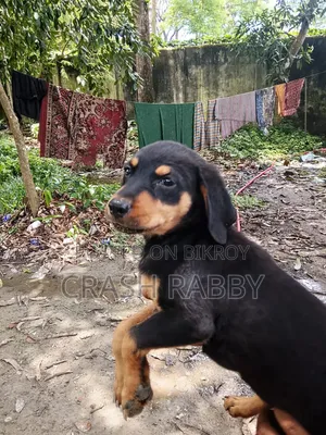 ৩-৬ মাসের ফিমেল পিউরব্রীড রটওয়াইলার