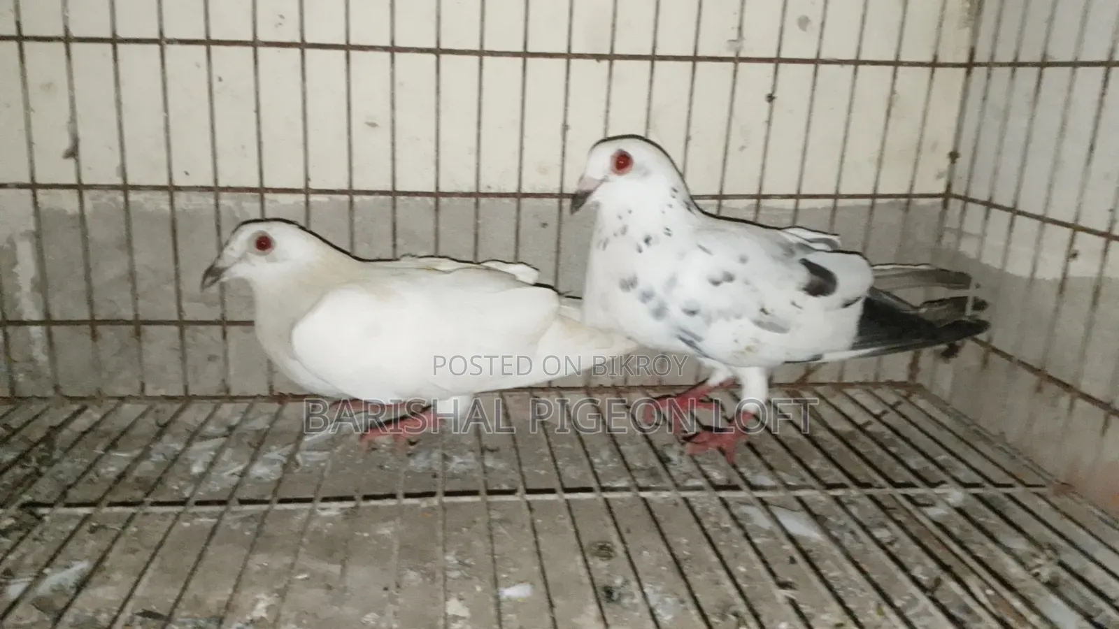 Running Pigeons