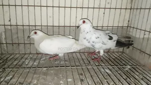 Running Pigeons
