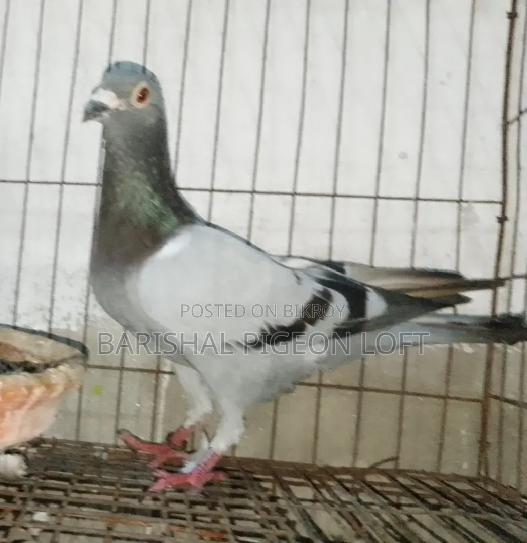 Running Pigeons