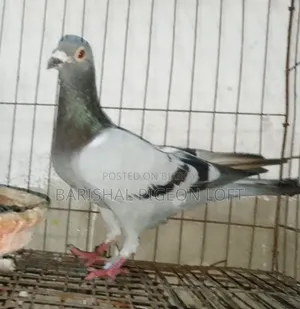 Running Pigeons