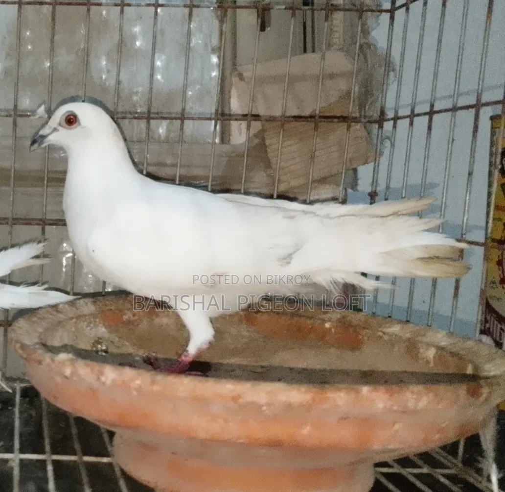 Running Pigeons