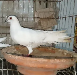 Running Pigeons