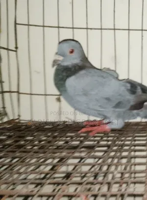 Running Pigeons