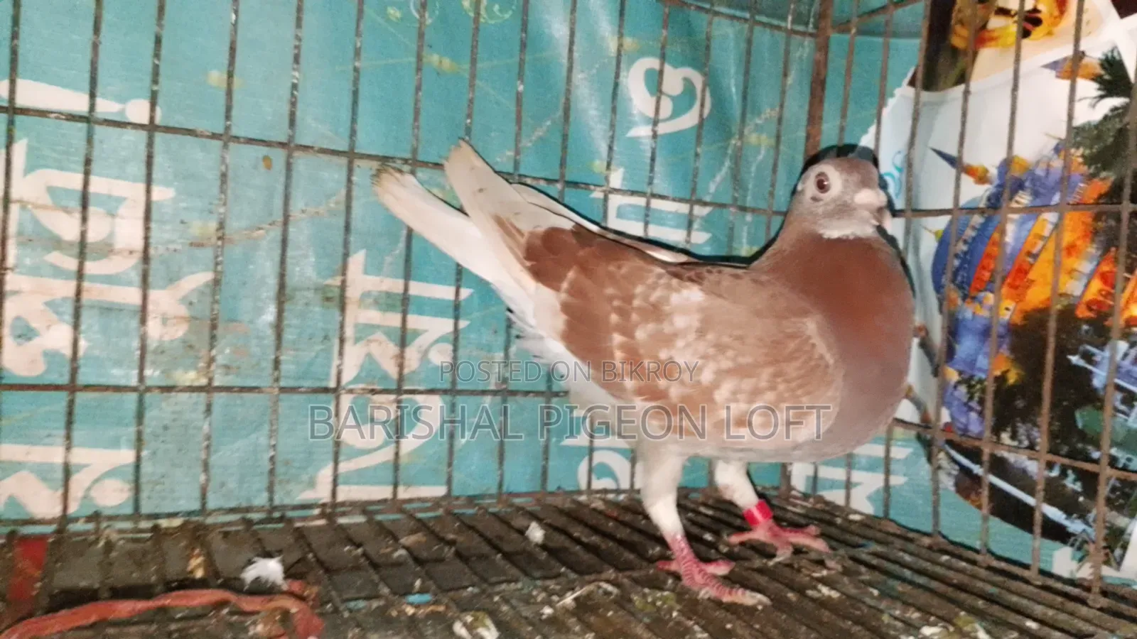 Running Pigeons