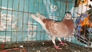 Running Pigeons