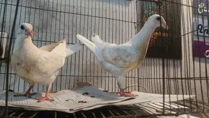 এক জোড়া সাদা হোমা বেবি বিক্রয় হবে।