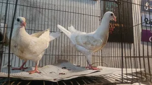 এক জোড়া সাদা হোমা বেবি বিক্রয় হবে।