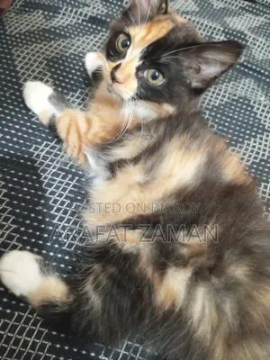 1-3 Months Female Mixed Breed Persian