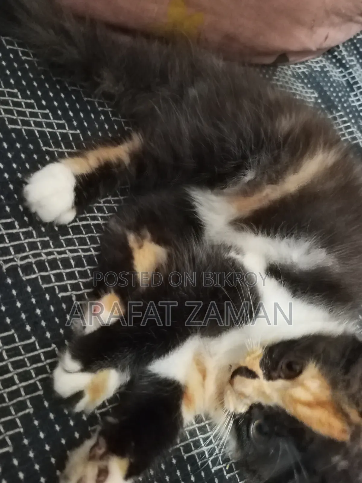 1-3 Months Female Mixed Breed Persian