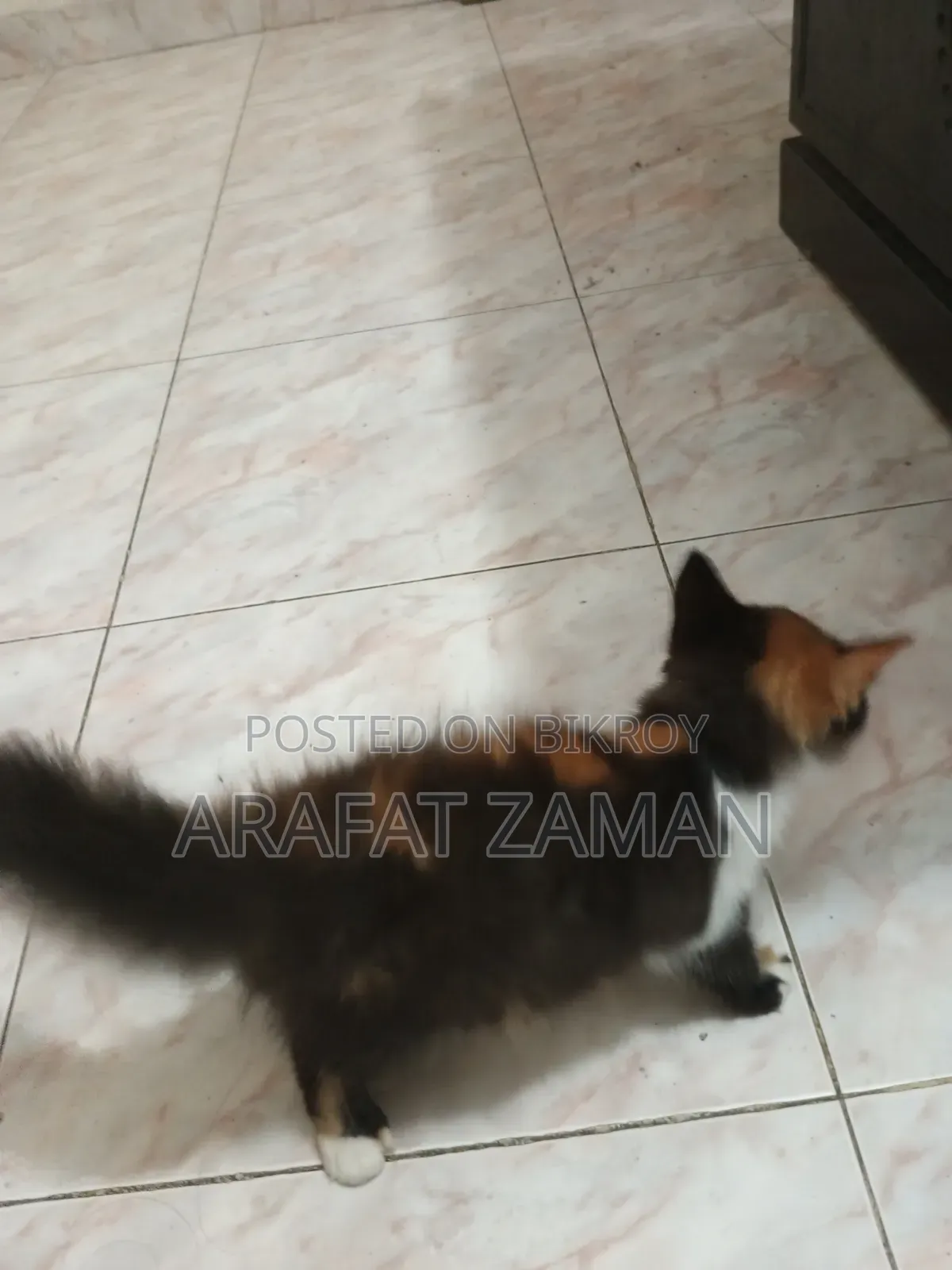 1-3 Months Female Mixed Breed Persian